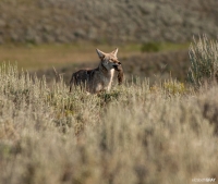 Coyote with Dinner
